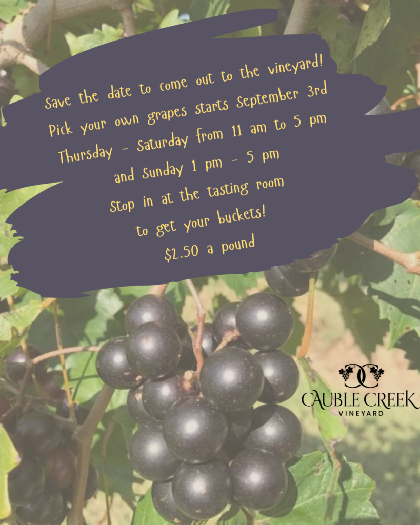 Pick your own Muscadine Grapes